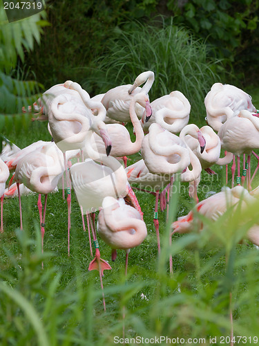 Image of Group of Flamingos