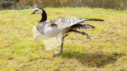 Image of Barnacle Goose stretching