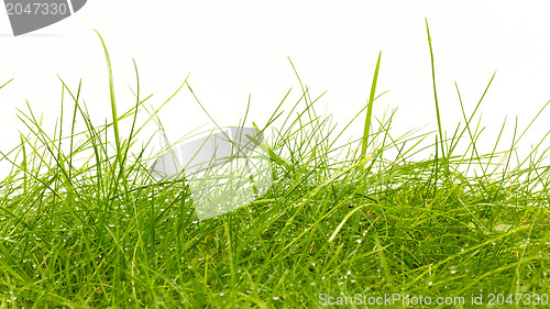 Image of Close up of fresh thick grass with water drops