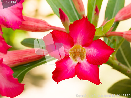 Image of Pink flowers blooming