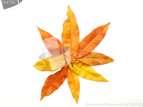 Image of October leaves star shape