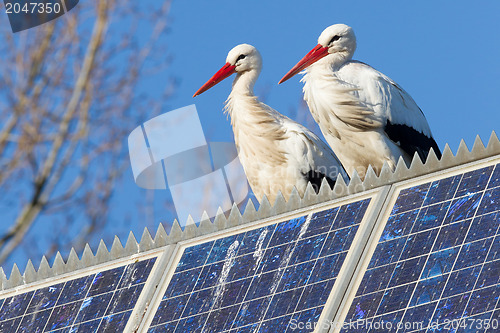 Image of Pair of storks standing on a solar panel
