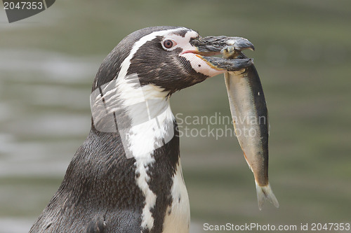 Image of Penguin is eating a large fish