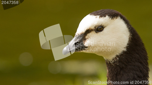 Image of Close-up of a Barnacle Goose