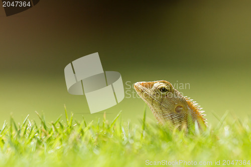 Image of Close up of a lizard
