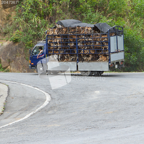 Image of HUÉ, VIETNAM - AUG 4: Trailer filled with live dogs destined fo