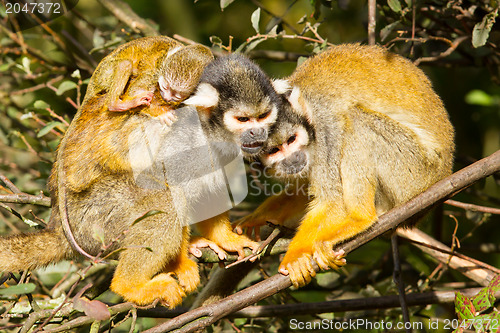 Image of Young ape on the back of it's mother