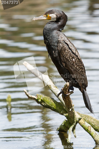 Image of Cormorant in it's natural habitat