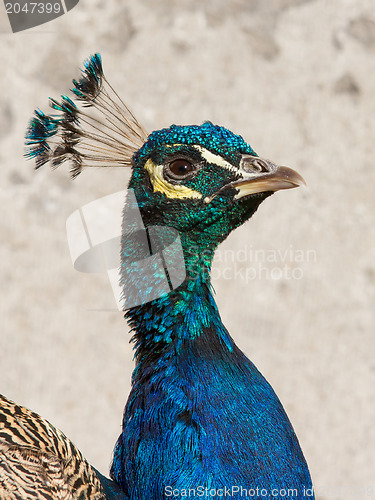 Image of Male peacock