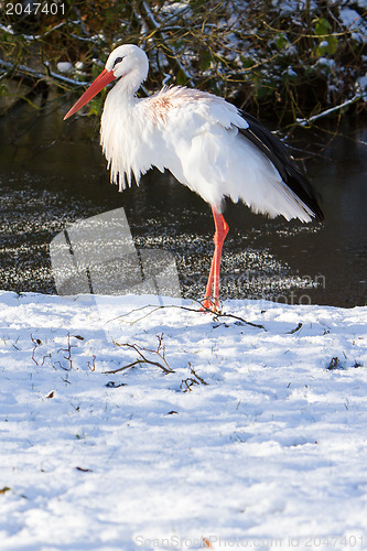 Image of Adult stork standing in the snow