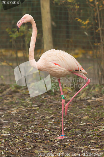 Image of Bird flamingo 