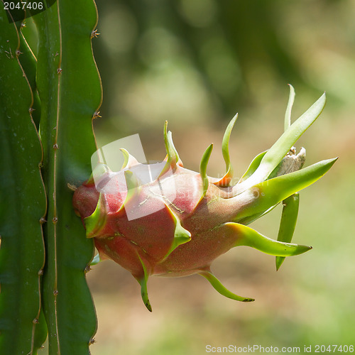 Image of Woman harvesting a dragon fruit