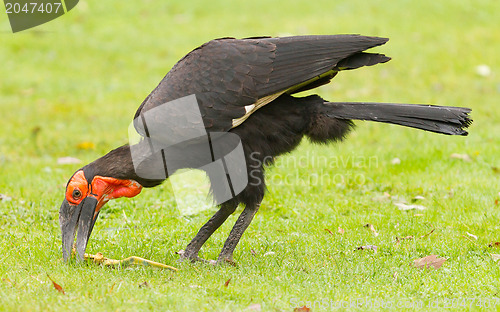 Image of Southern Ground hornbill (Bucorvus leadbeateri)