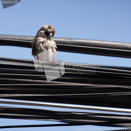 Image of Eurasian Tree Sparrow sitting on a power cable, cleaning itself