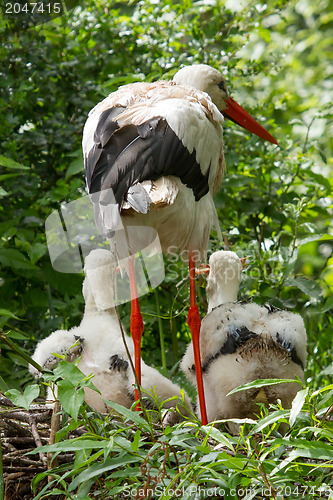 Image of Stork with two chicks