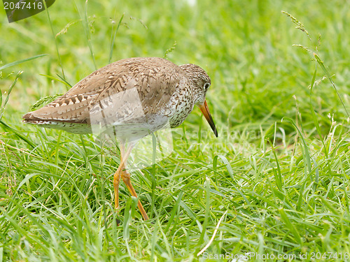 Image of Redshank in the grass