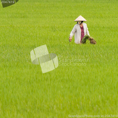 Image of Farmer working on a ricefield in Vietnam, Nha Trang