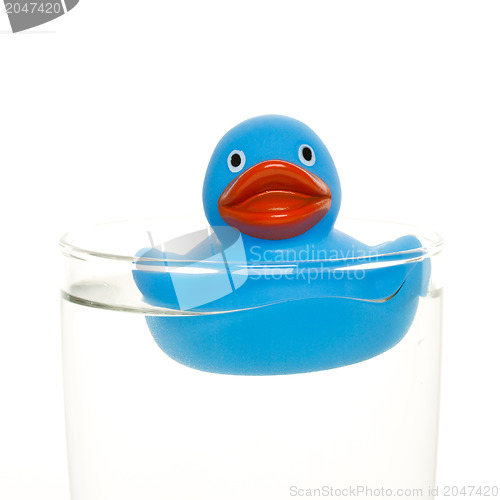 Image of Blue duck