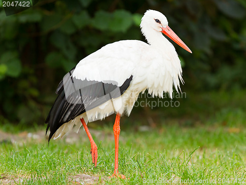 Image of Adult stork in its natural habitat