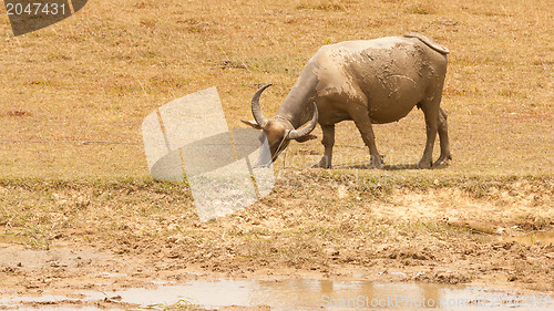 Image of Large water buffalo grazing