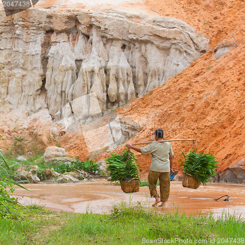 Image of MUI NE, VIETNAM, 26 JULY 2012 - A Vietnamese farmer (woman) her 