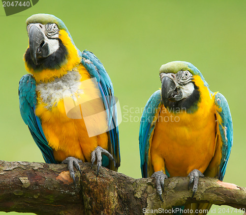 Image of Close-up of two macaw parrots