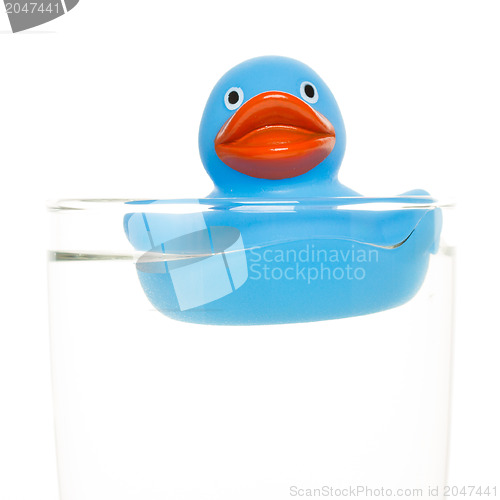 Image of Blue duck