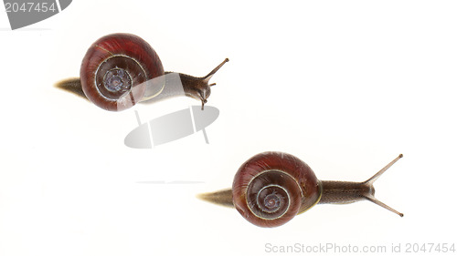 Image of Two garden snails (Helix aspersa)