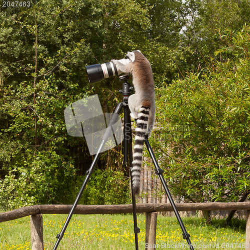 Image of Ring-tailed lemur sitting on tripod