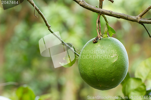 Image of Green grapefruit growing on tree