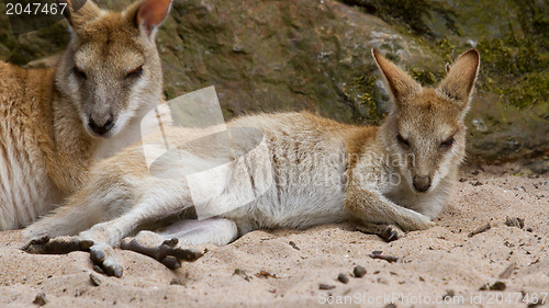 Image of Two kangaroos resting