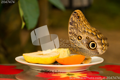 Image of Large butterfly eating