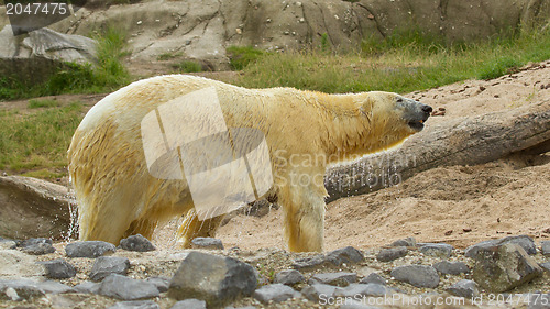 Image of Close-up of a polarbear in capticity 