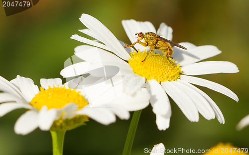 Image of Small fly on an ox eye daisy