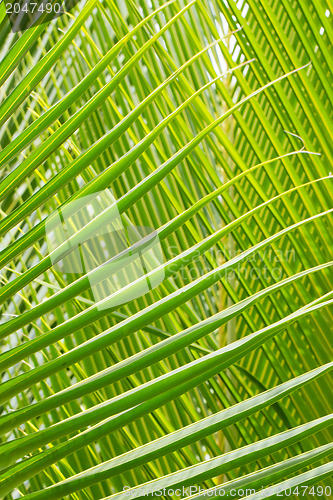 Image of Palm Leave green line composition 