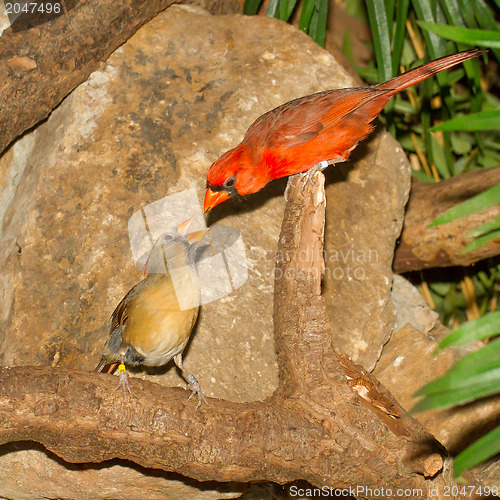 Image of Pair of Northern Cardinals