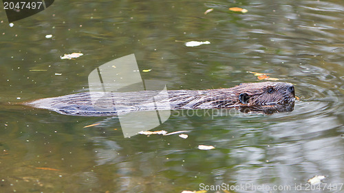 Image of Canadian beaver in the water, isolated