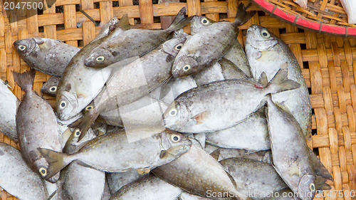 Image of Fresh fish seafood