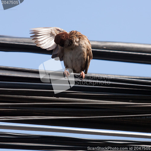 Image of Eurasian Tree Sparrow sitting on a power cable, cleaning itself