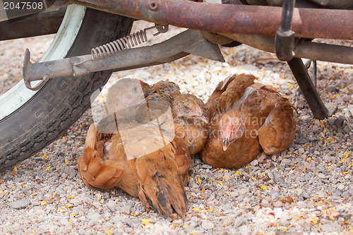 Image of Brown chickens resting underneath a motorcycle