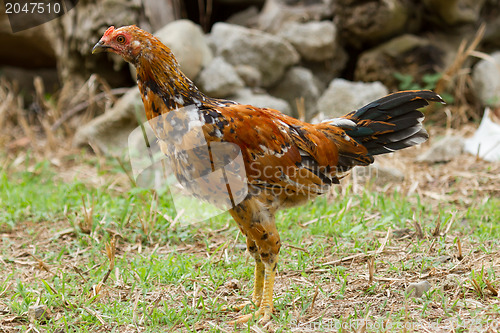 Image of Colorful rooster standing