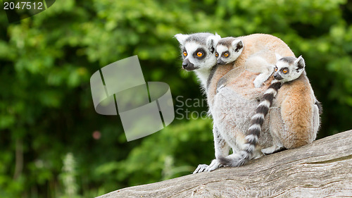 Image of Ring-tailed lemur in captivity