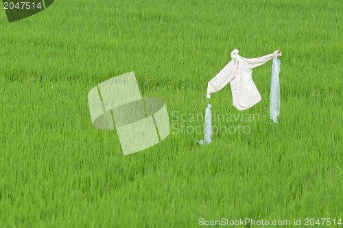 Image of Scarecrow in a ricefield