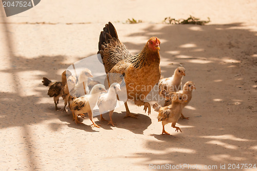 Image of Adult hen and her newly hatched chickens