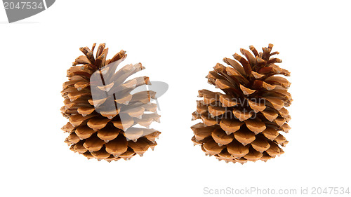 Image of Two pine cones isolated