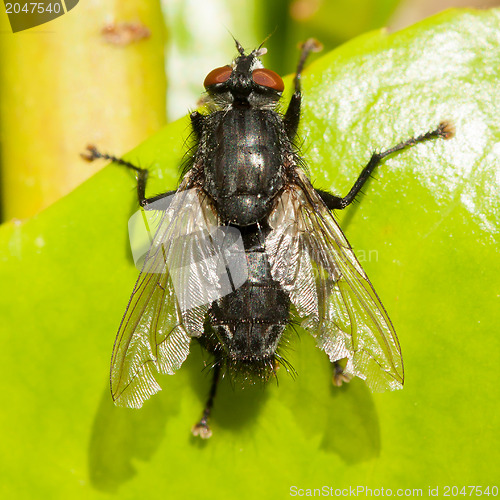 Image of Housefly on a green leaf