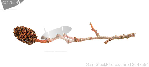 Image of Alder cone on a branch