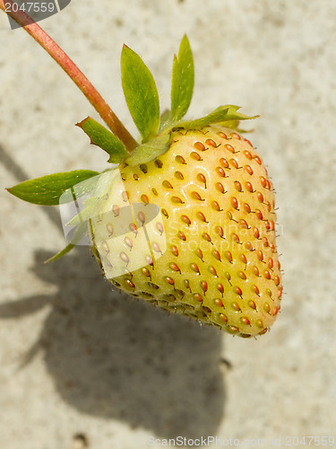 Image of Unripe strawberry in a farm