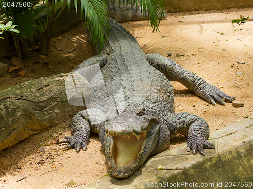 Image of Crocodile resting in the sun