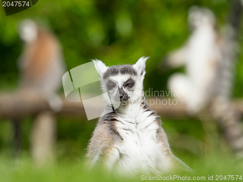 Image of Sunbathing ring-tailed lemur in captivity 